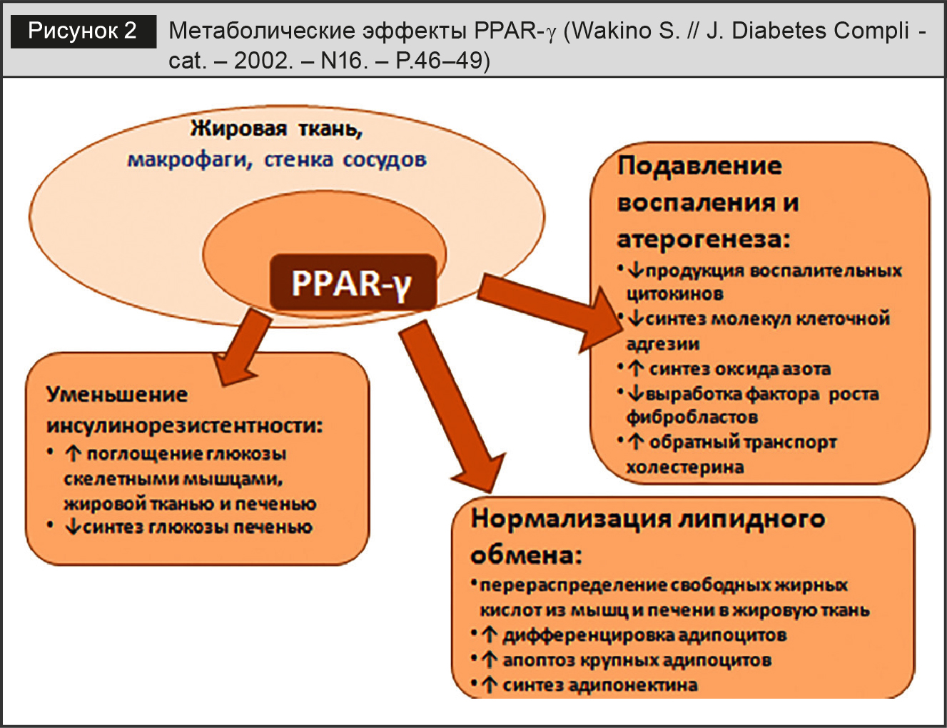 Метаболические эффекты PPAR-γ